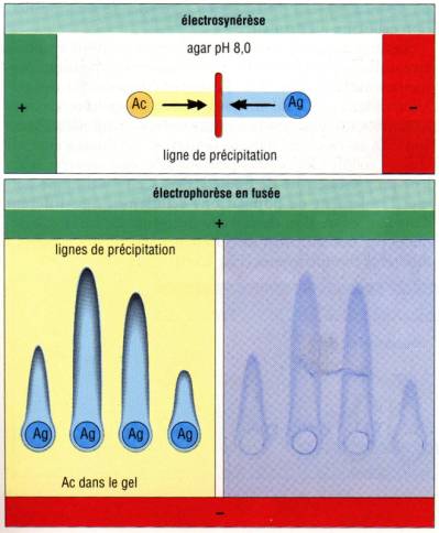 Chapitre